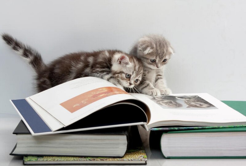 Two Kittens on Books