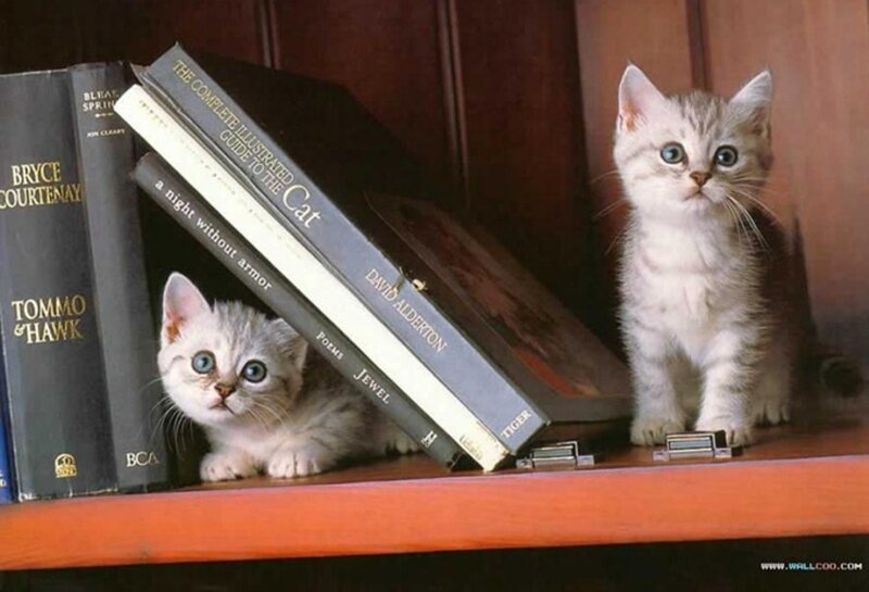 Two Kittens on Bookshelf