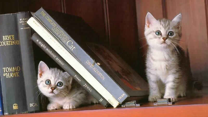 Two Kittens on Bookshelf — White