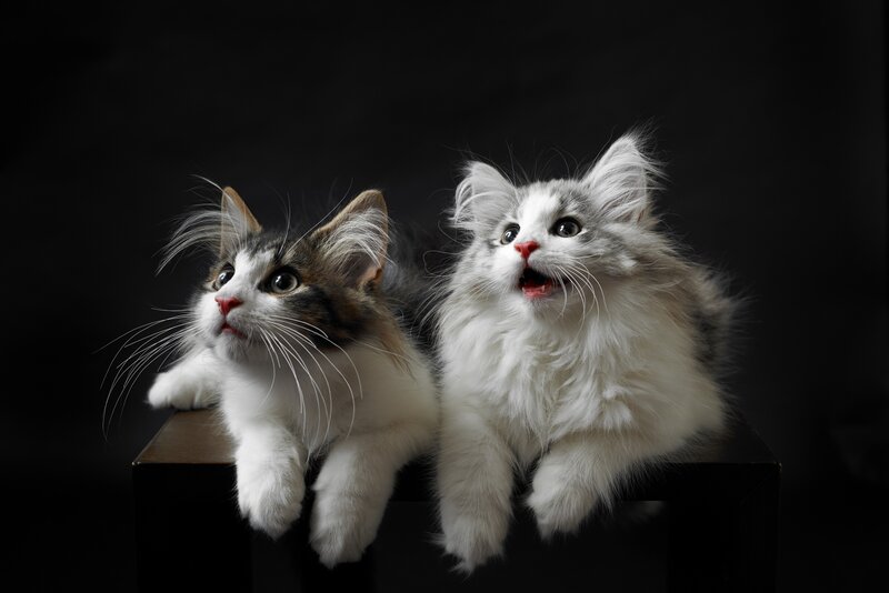 Two Kittens on Box