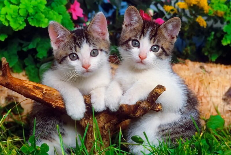 Two Kittens on Branch