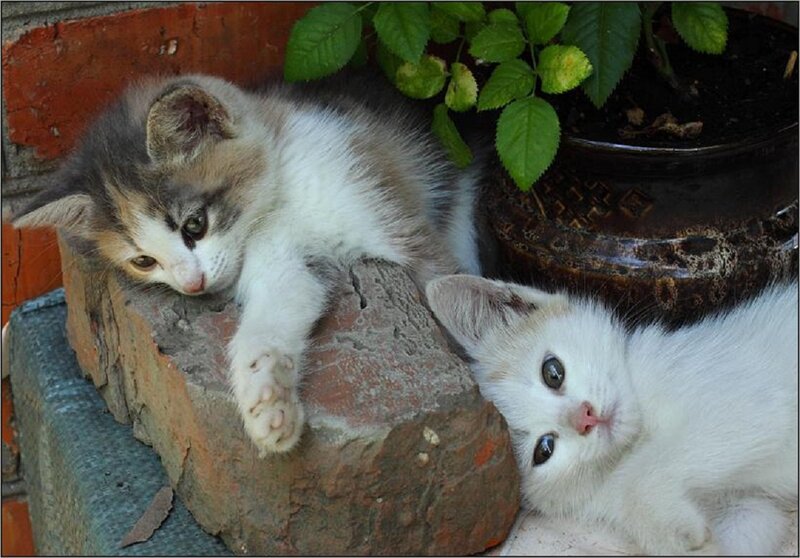 Two Kittens on Bricks
