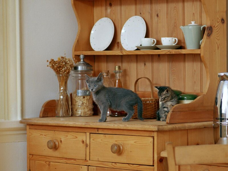 Two Kittens on Cabinet