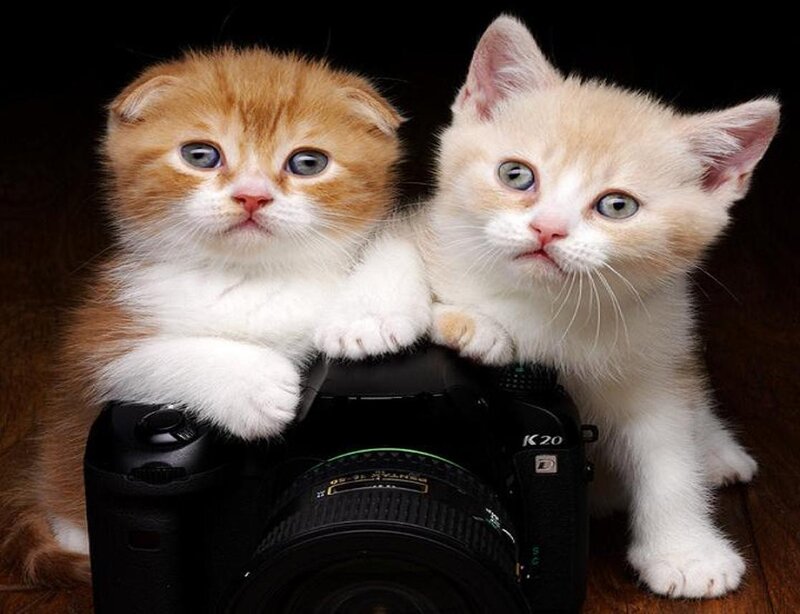 Two Kittens on Camera