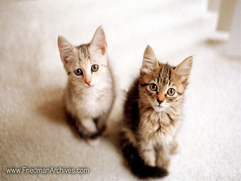 two kittens on carpet