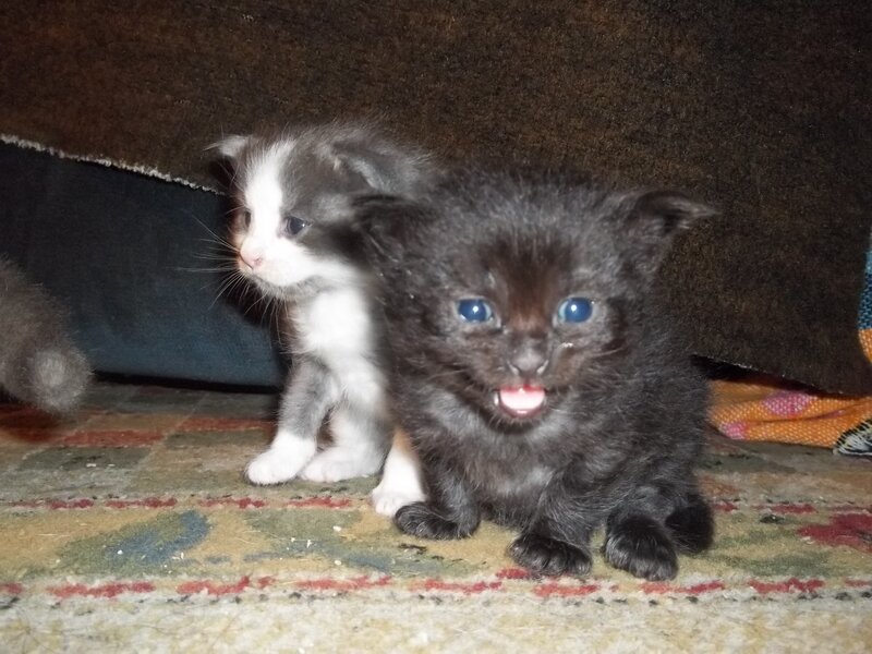 Two Kittens on Carpet — Black