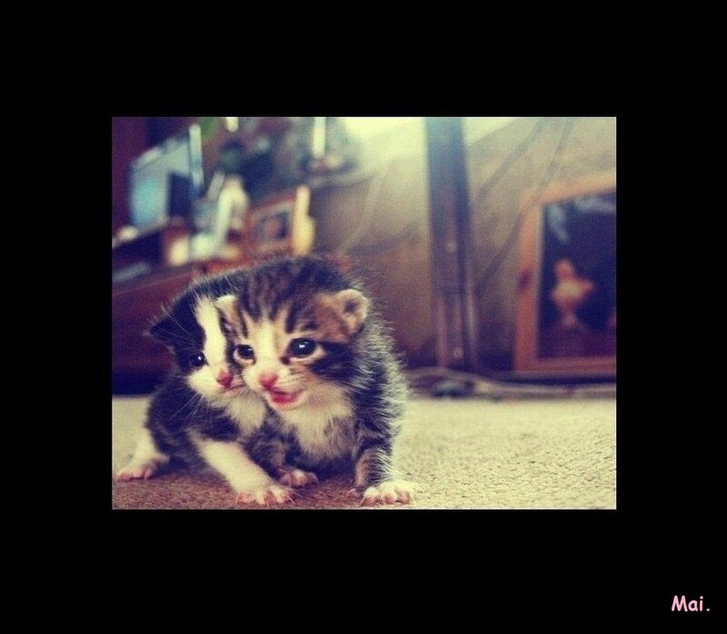 Two Kittens on Carpet — Brown
