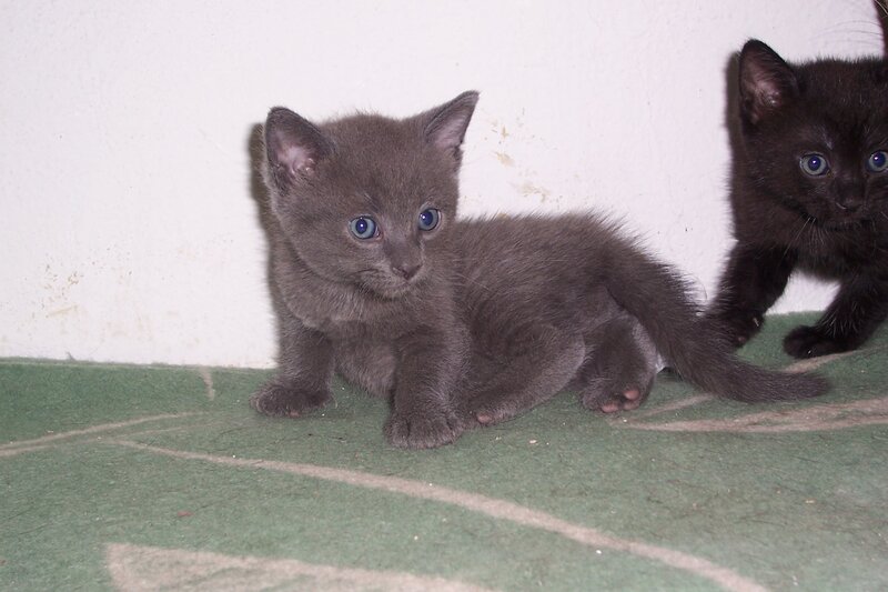Two Kittens on Carpet — Gray