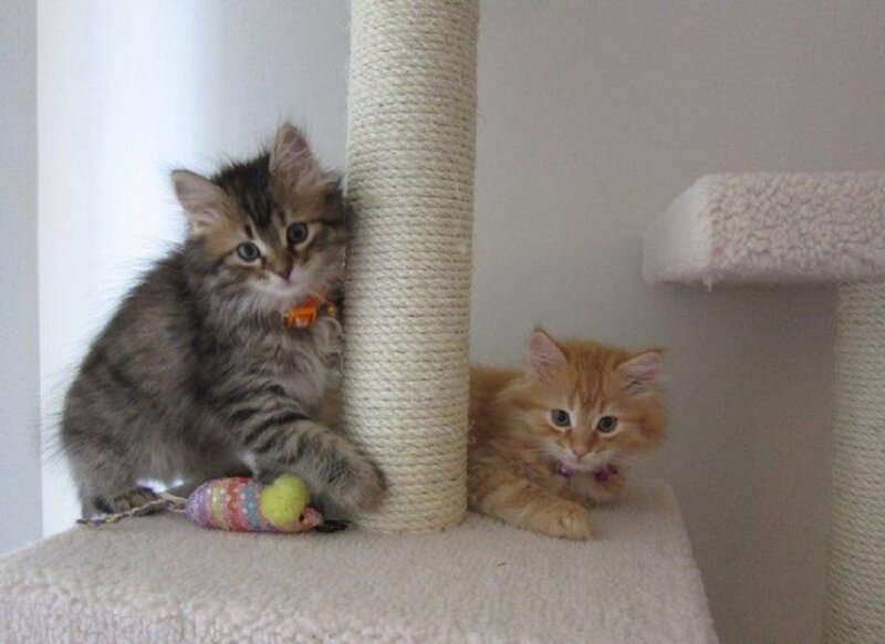 Two Kittens on Cat Tree — Gray