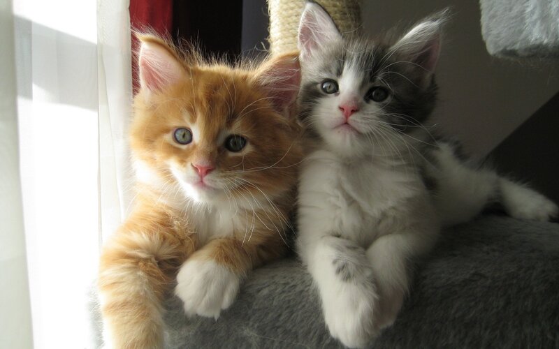 Two Kittens on Cat Tree — Orange, Calm