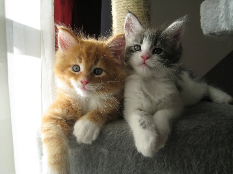 Two Kittens on Cat Tree — Orange