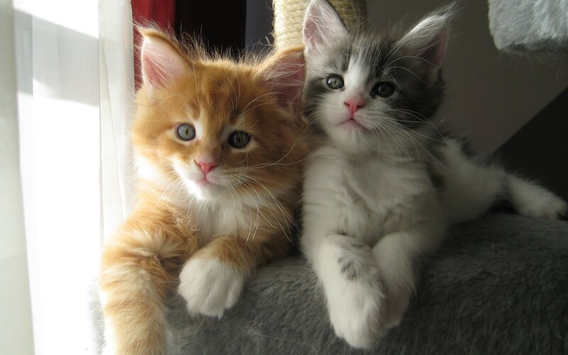 Two Kittens on Cat Tree