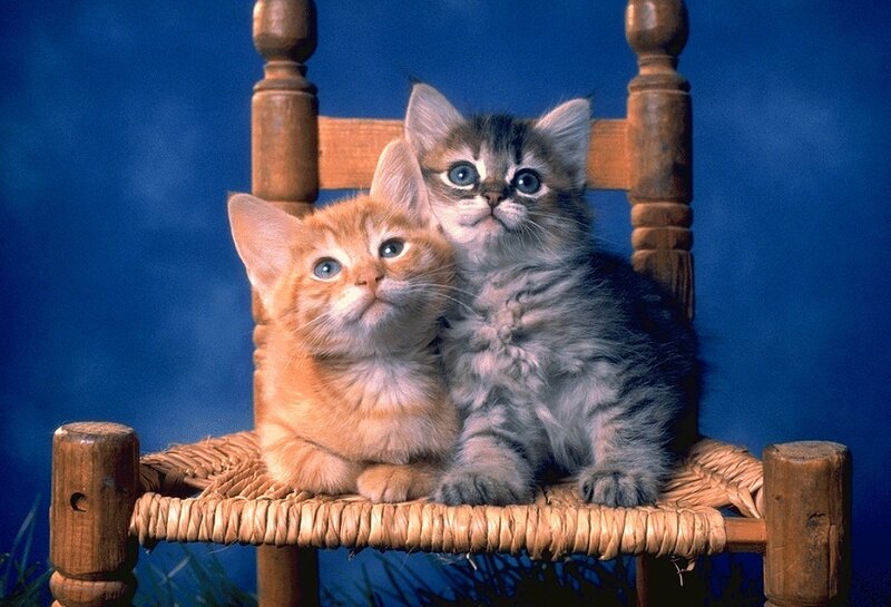 Two Kittens on Chair — Blue