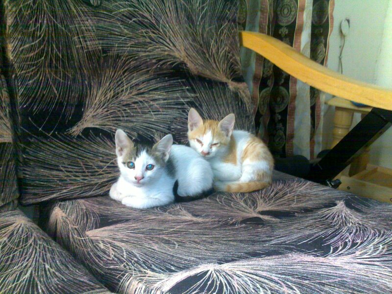 Two Kittens on Chair — Brown