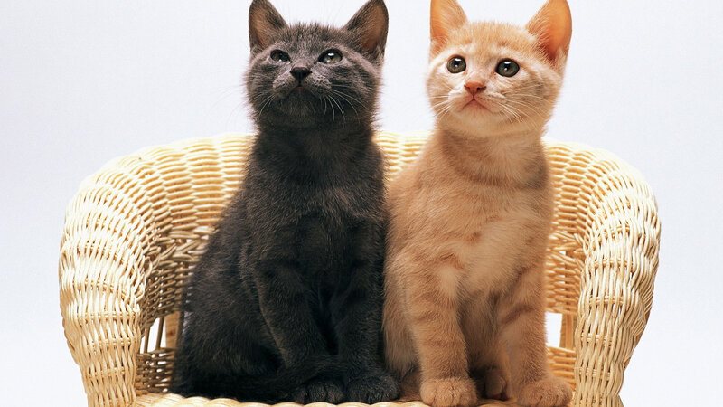 Two Kittens on Chair — Gray