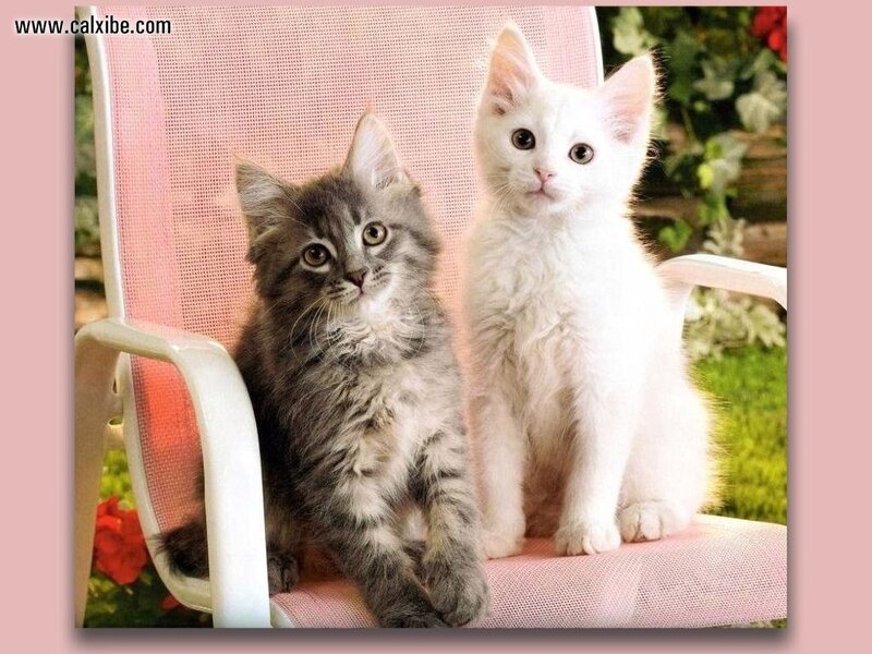 Two Kittens on Chair