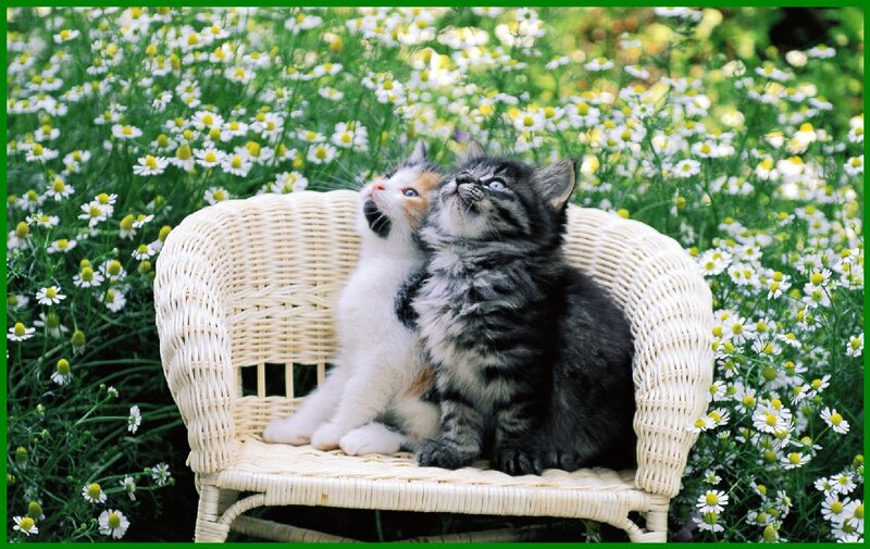 Two Kittens on Chair — White, Serene, Spring