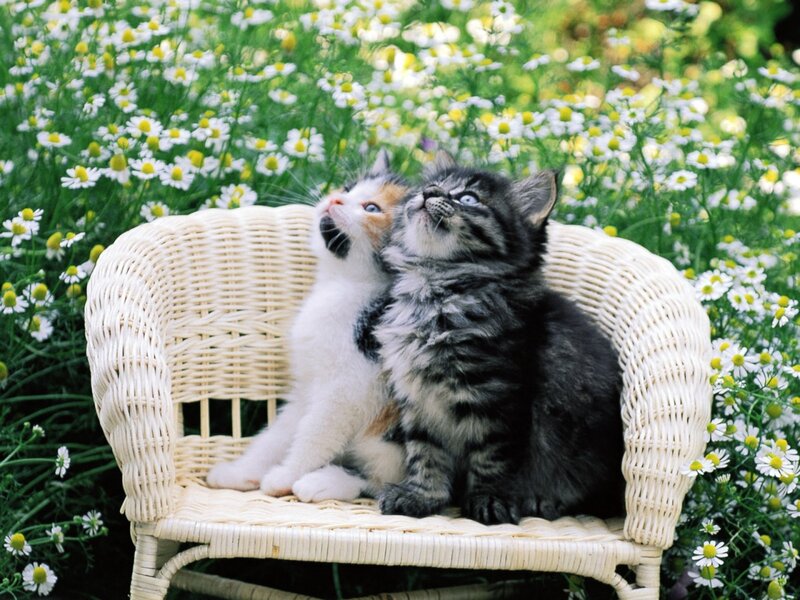 Two Kittens on Chair — White, Serene, Summer, Photograph