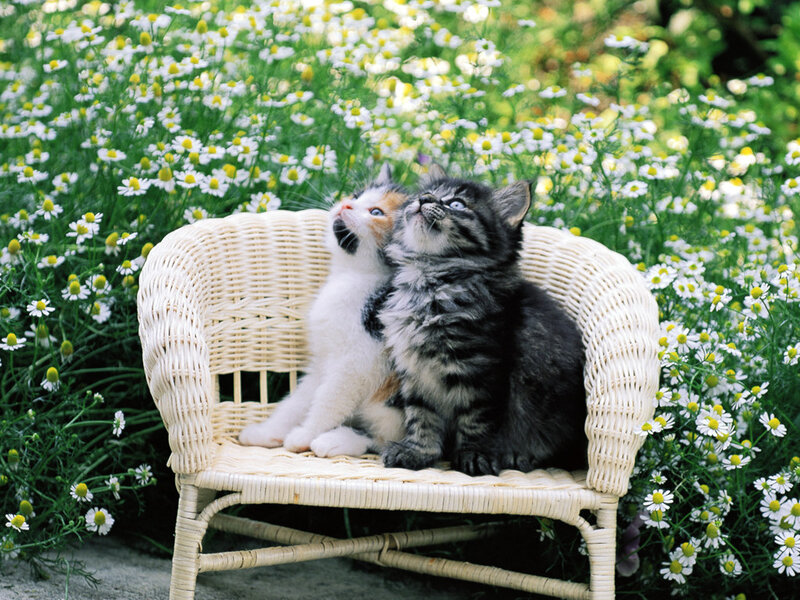 Two Kittens on Chair — White, Serene, Summer