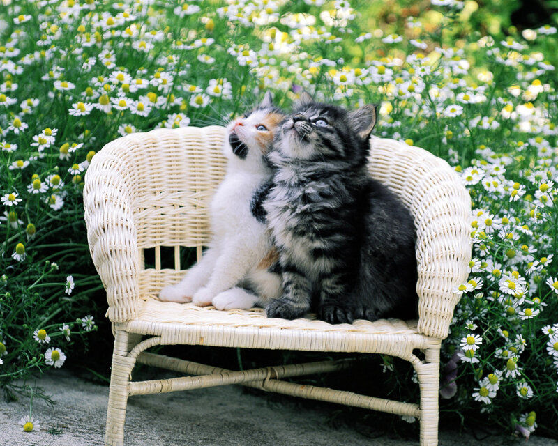 Two Kittens on Chair — White, Serene
