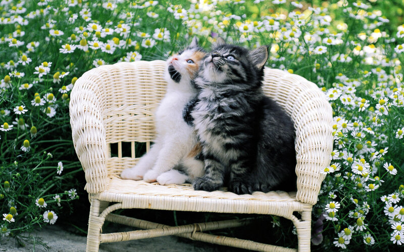 Two Kittens on Chair — White