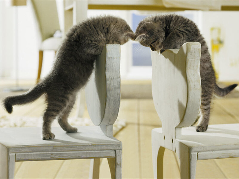 Two Kittens on Chairs — Gray