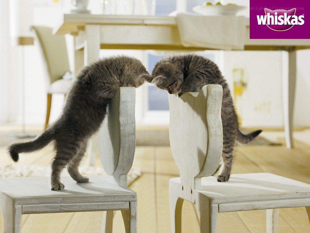 two kittens on chairs