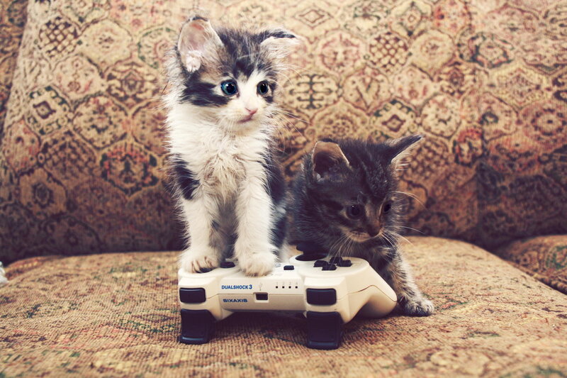 Two Kittens on Controller