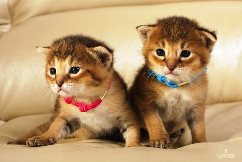 Two Kittens on Couch — Brown