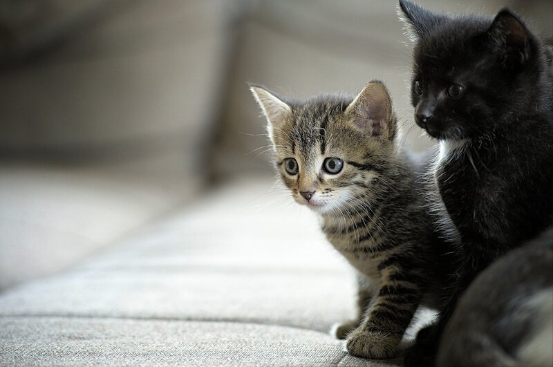 Two Kittens on Couch — Gray, Calm, Photograph