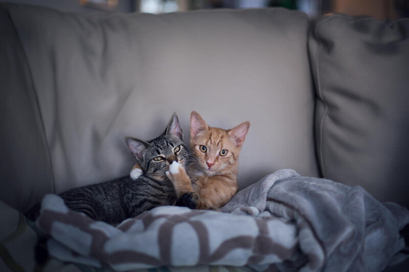Two Kittens on Couch — Gray, Calm