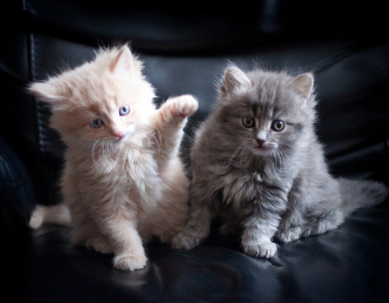 Two Kittens on Couch — Gray
