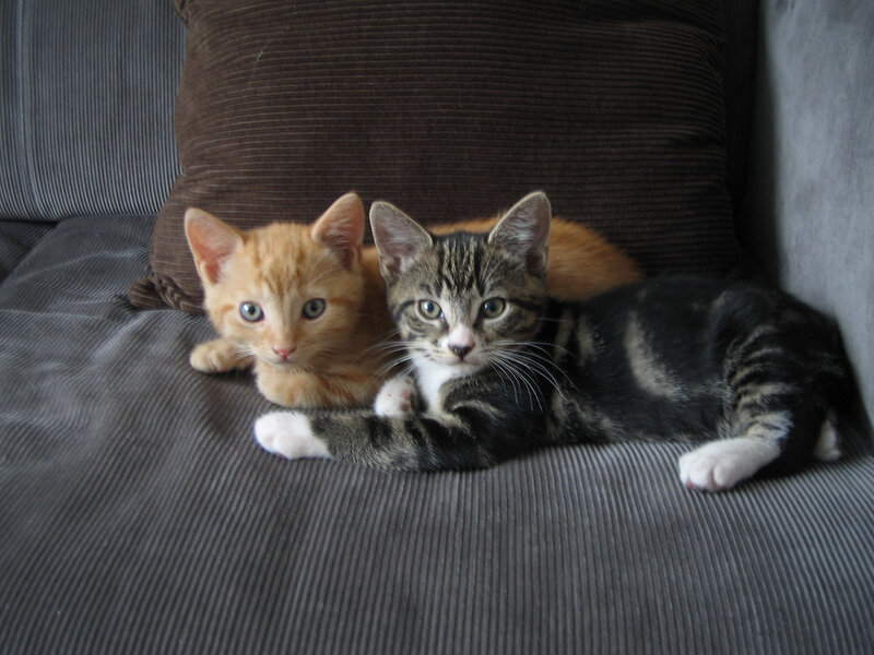 Two Kittens on Couch