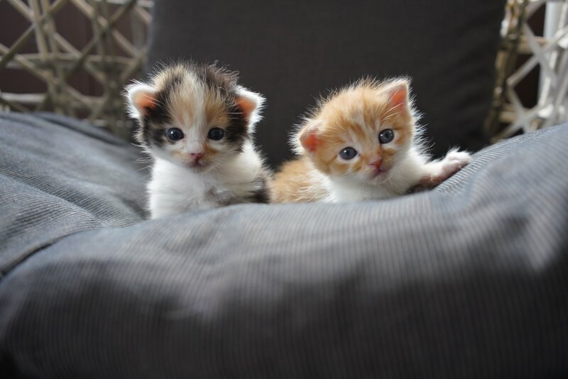 Two Kittens on Cushion