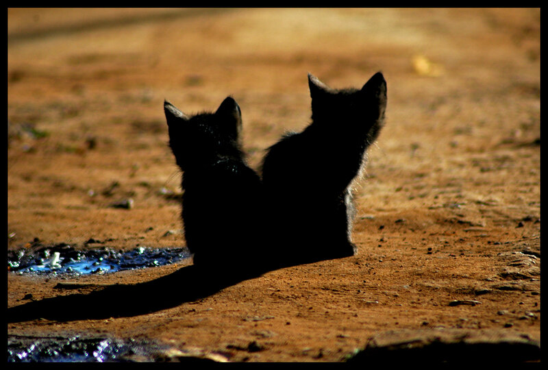 two kittens on dirt path