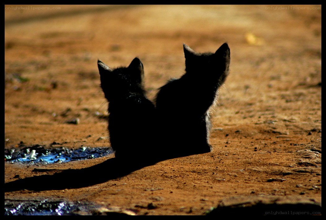 two kittens on dirt path