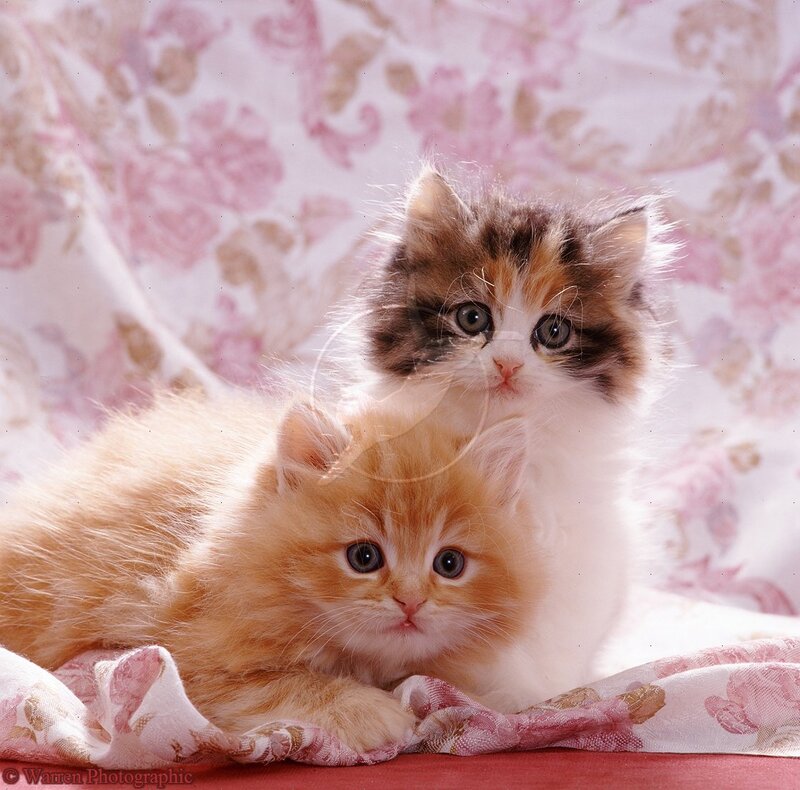 Two Kittens on Fabric