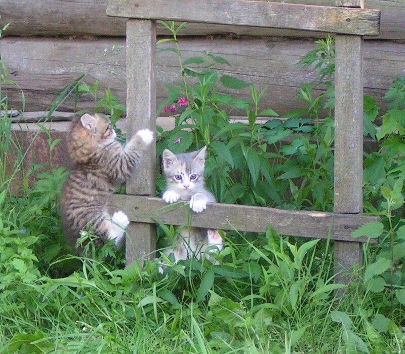 Two Kittens on Fence