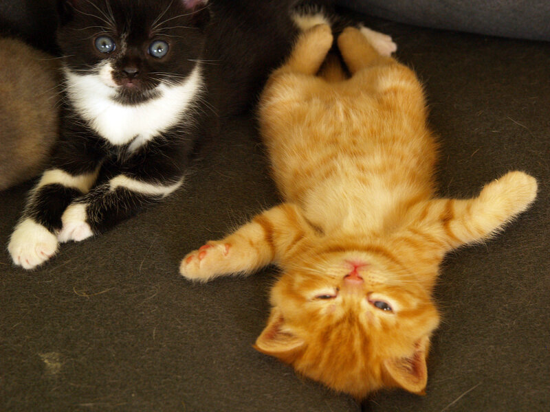 Two Kittens on Floor