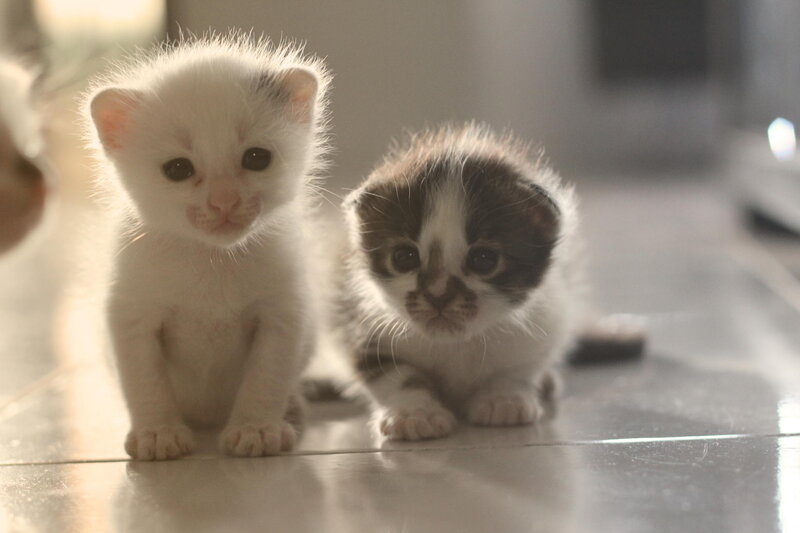 Two Kittens on Floor — White