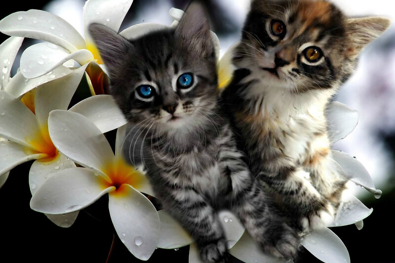 Two Kittens on Flowers