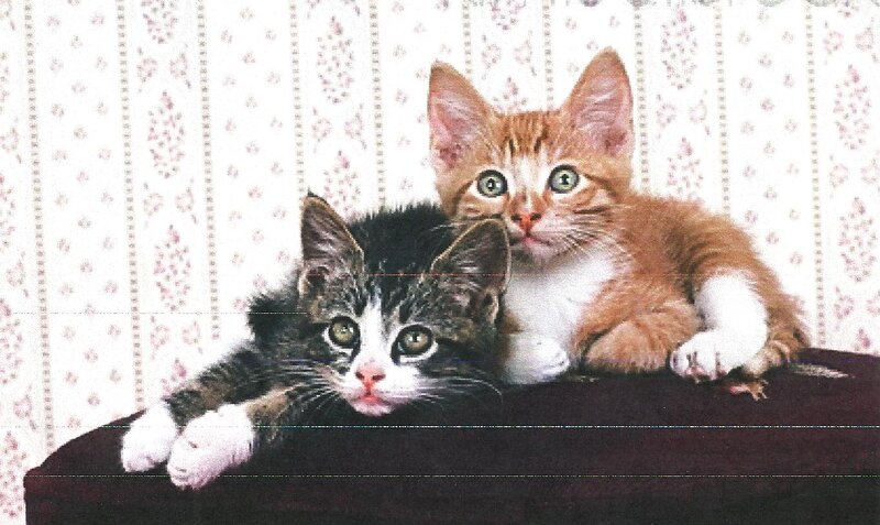 Two Kittens on Furniture