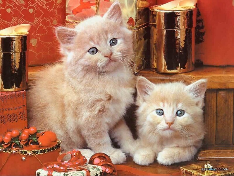 Two Kittens on Gifts
