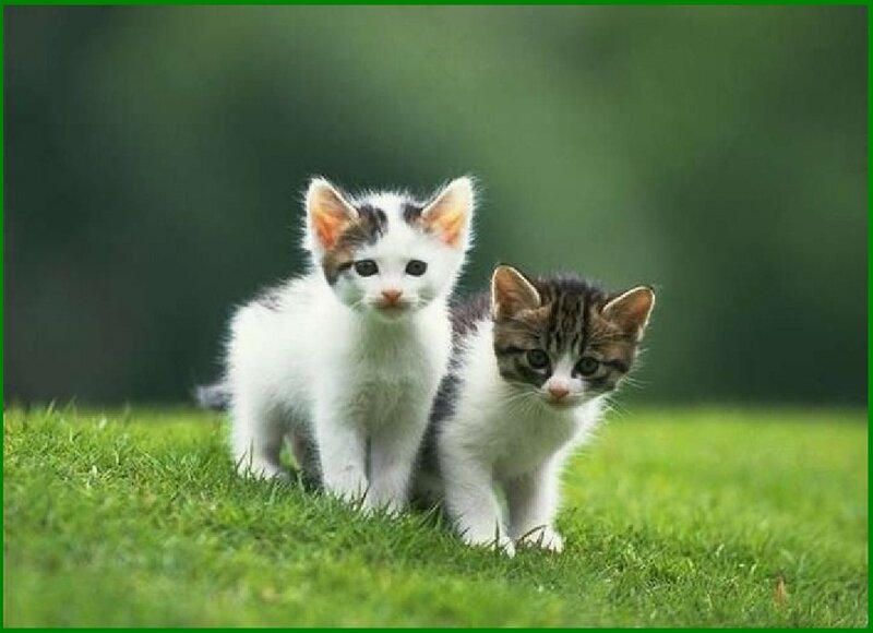 Two Kittens on Grass — Green, Calm, Afternoon