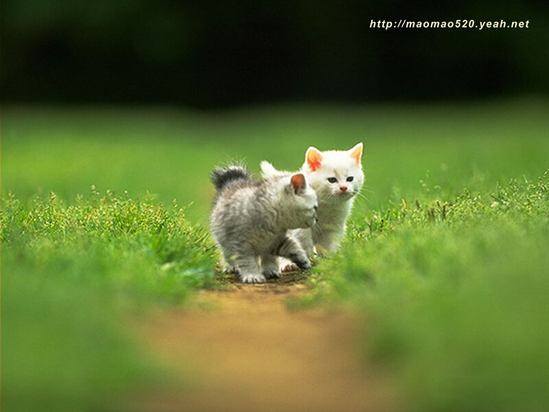 Two Kittens on Grass — Green, Calm