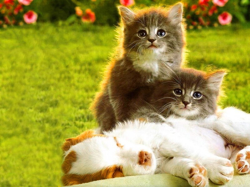 Two Kittens on Grass — Green, Peaceful, Afternoon