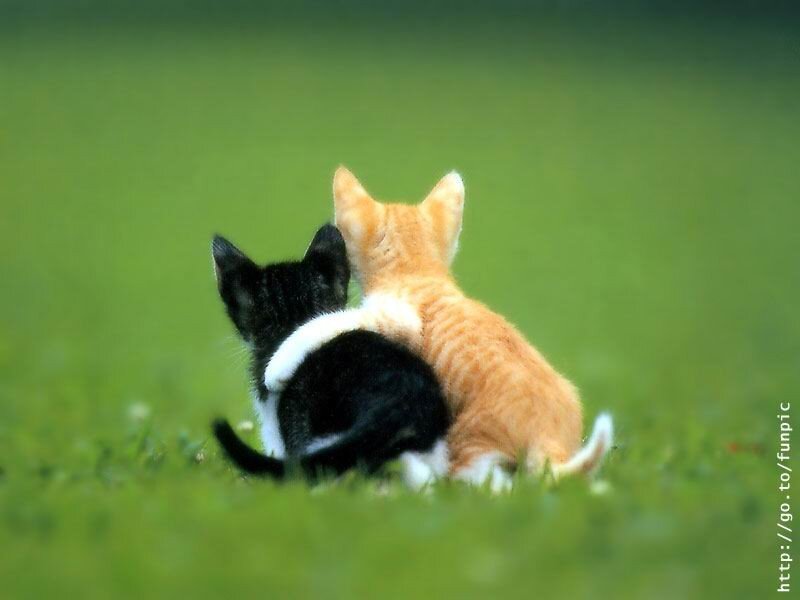 Two Kittens on Grass — Green, Peaceful, Photograph