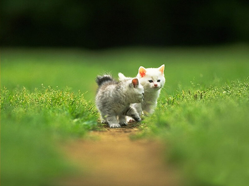 Two Kittens on Grass — Green, Peaceful