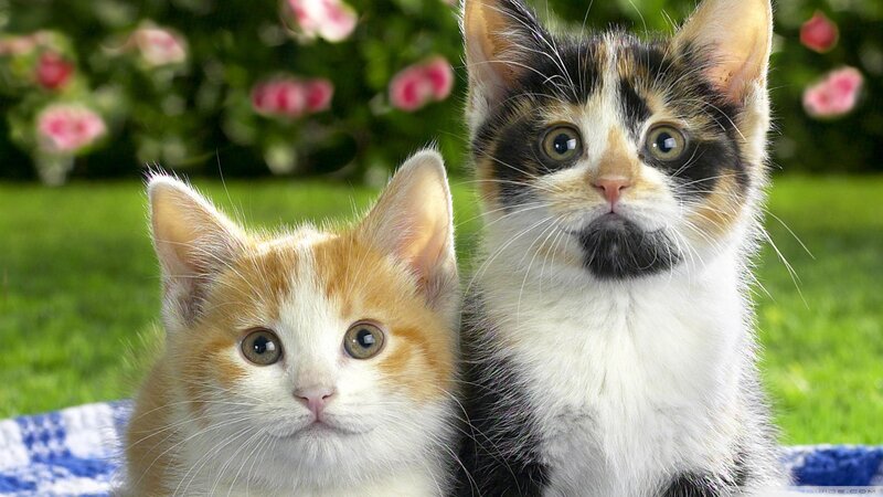 Two Kittens on Grass — Green
