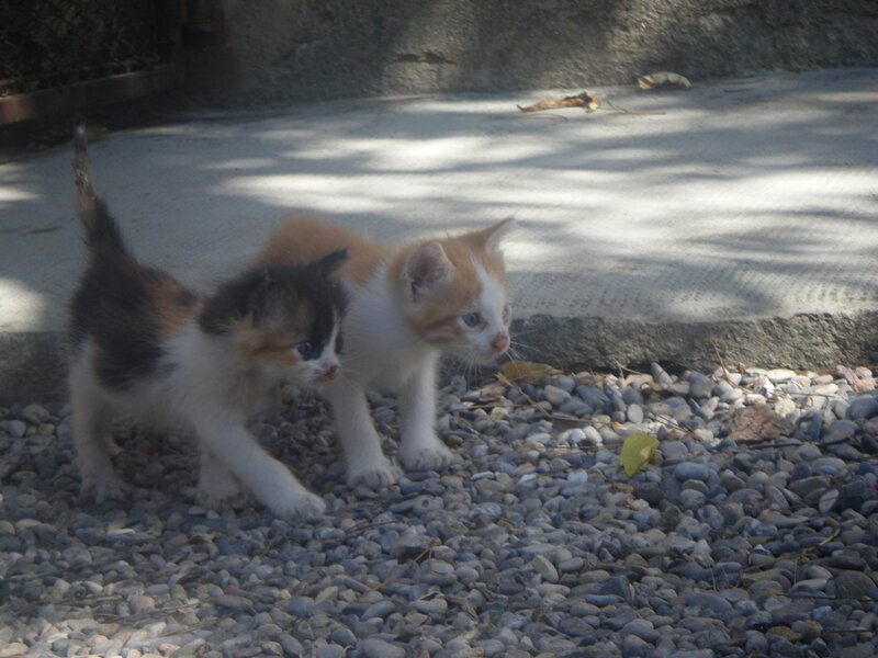 Two Kittens on Gravel — Gray